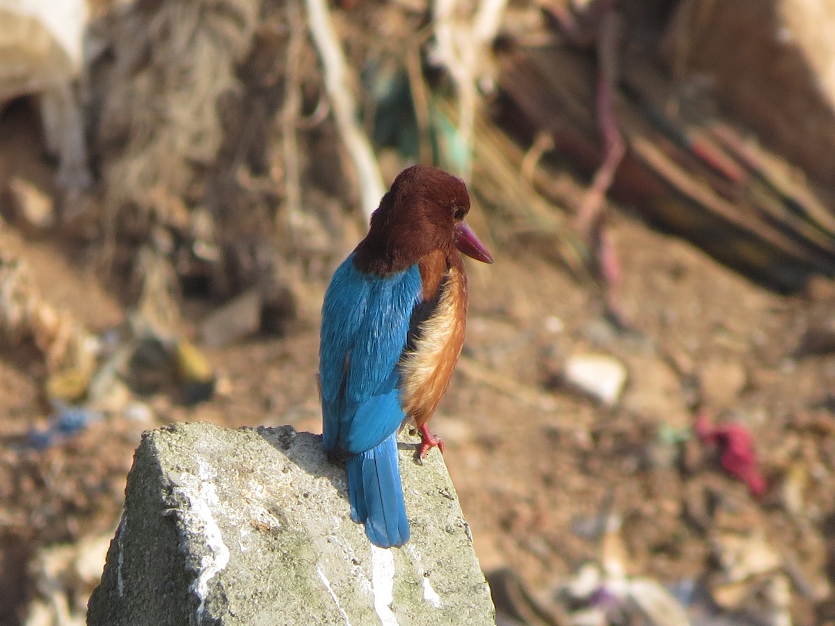 White-throated Kingfisher - ML646890667