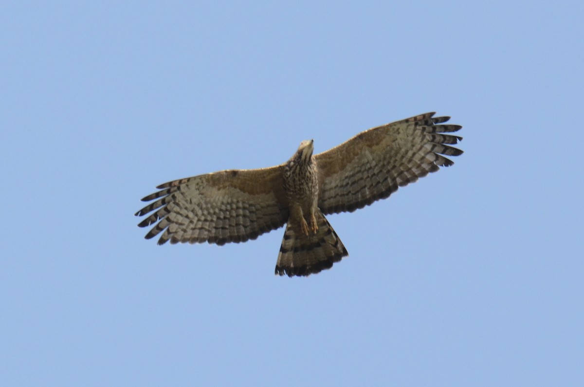 Oriental Honey-buzzard - ML646890668