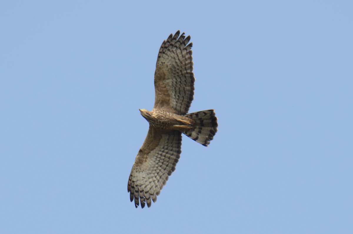 Oriental Honey-buzzard - ML646890669