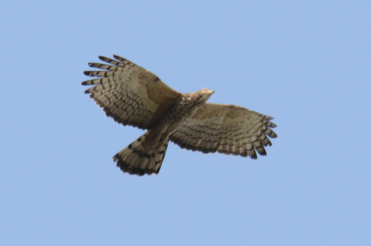 Oriental Honey-buzzard - ML646890670