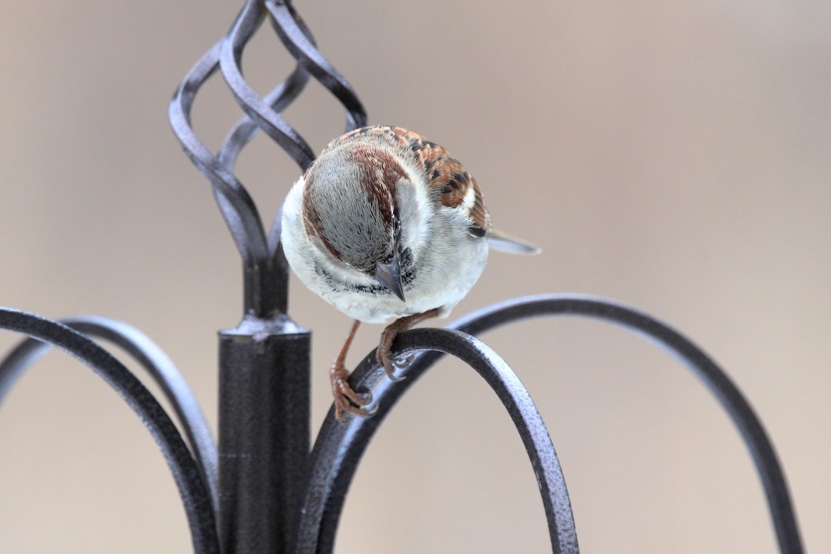 House Sparrow - ML646890672