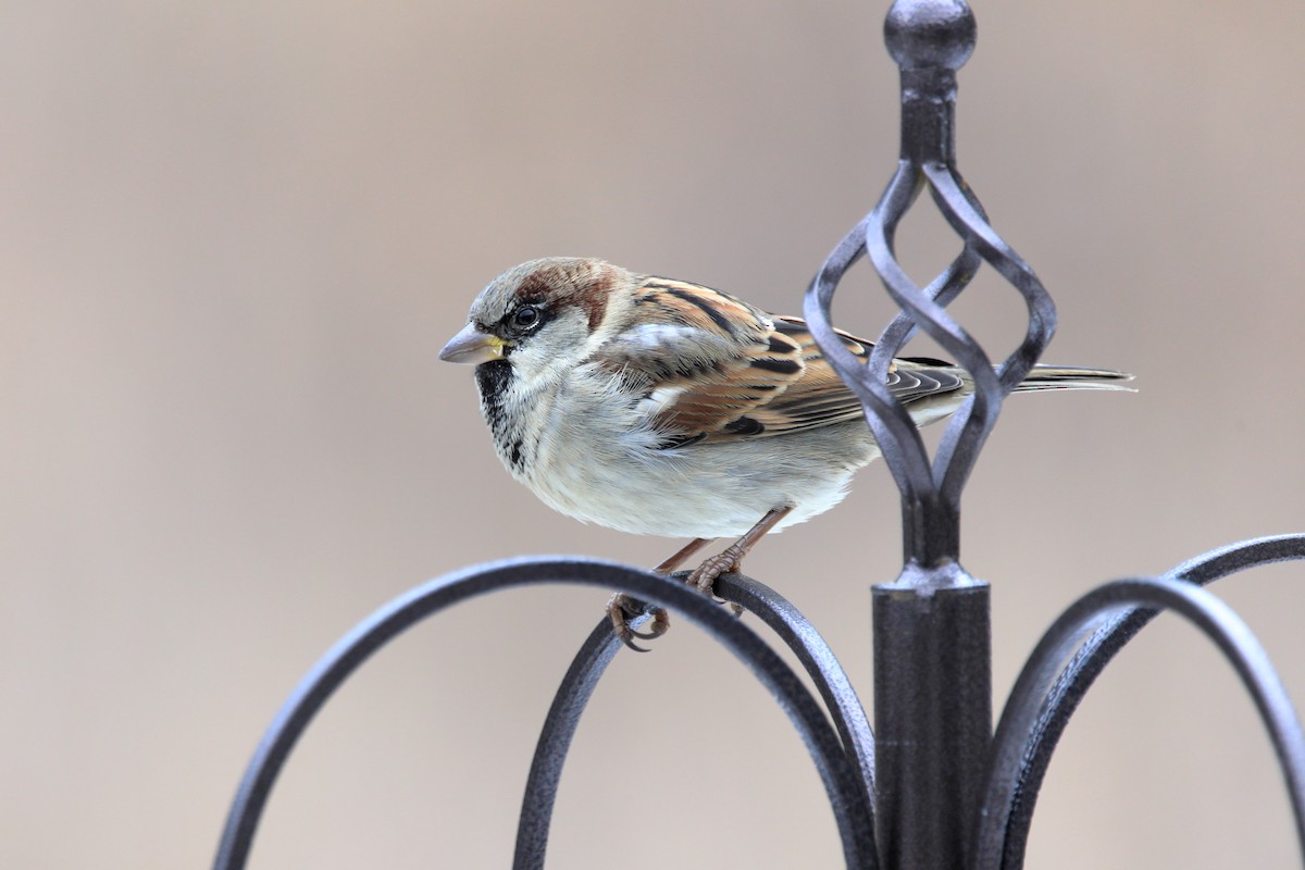 House Sparrow - ML646890673