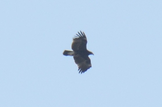 Greater Spotted Eagle - ML646890674