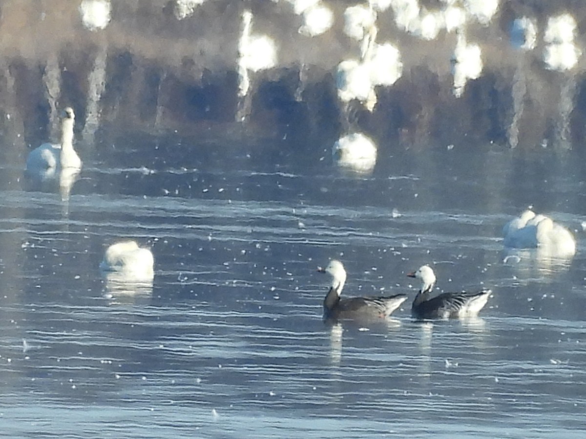 Snow Goose - ML646890675