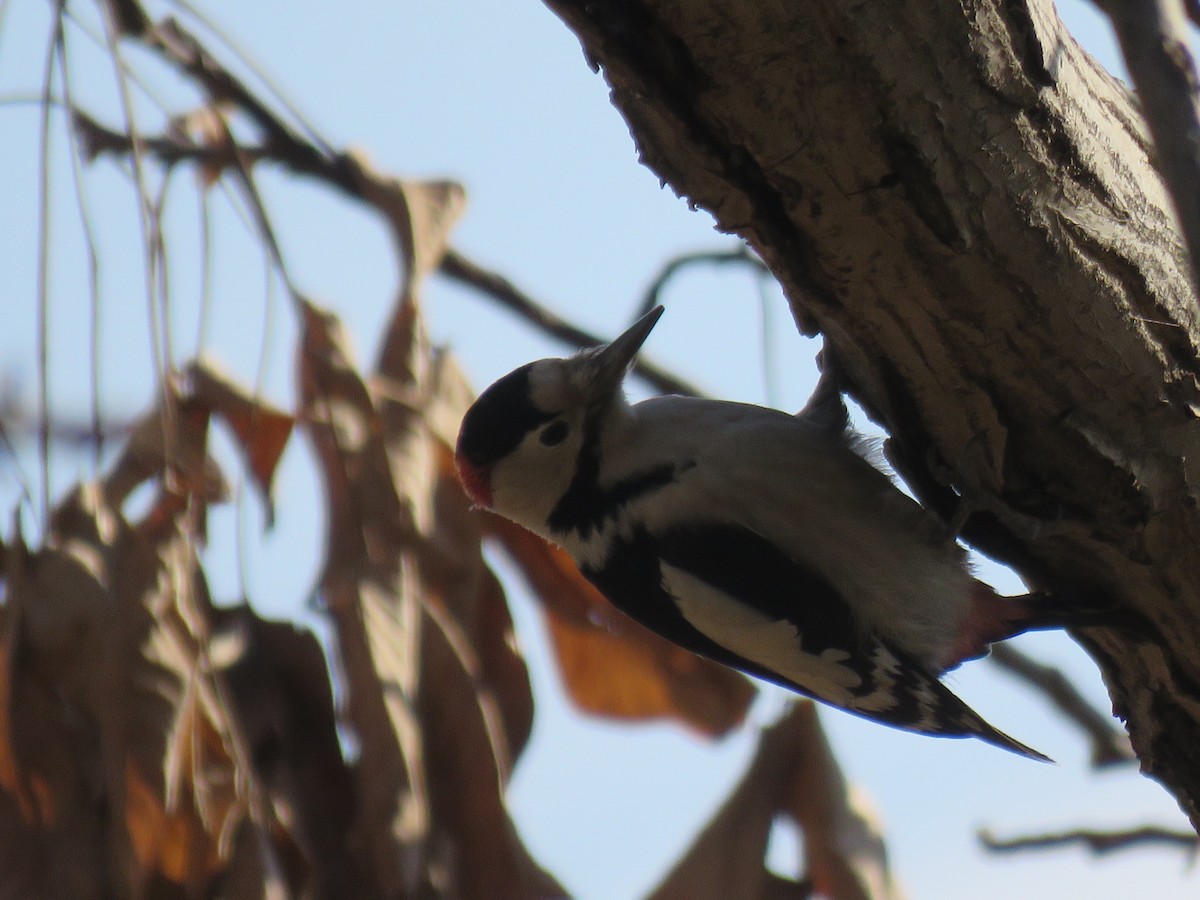 Syrian Woodpecker - ML646890676