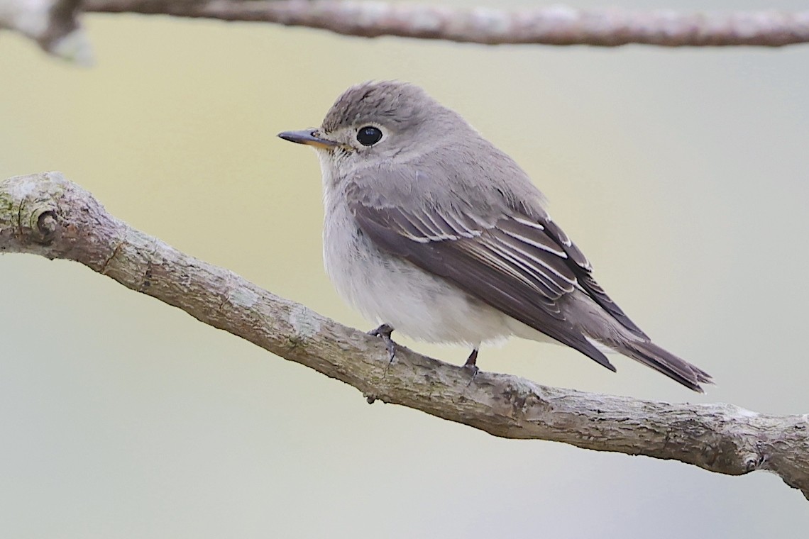 Asian Brown Flycatcher (Northern) - ML646890677