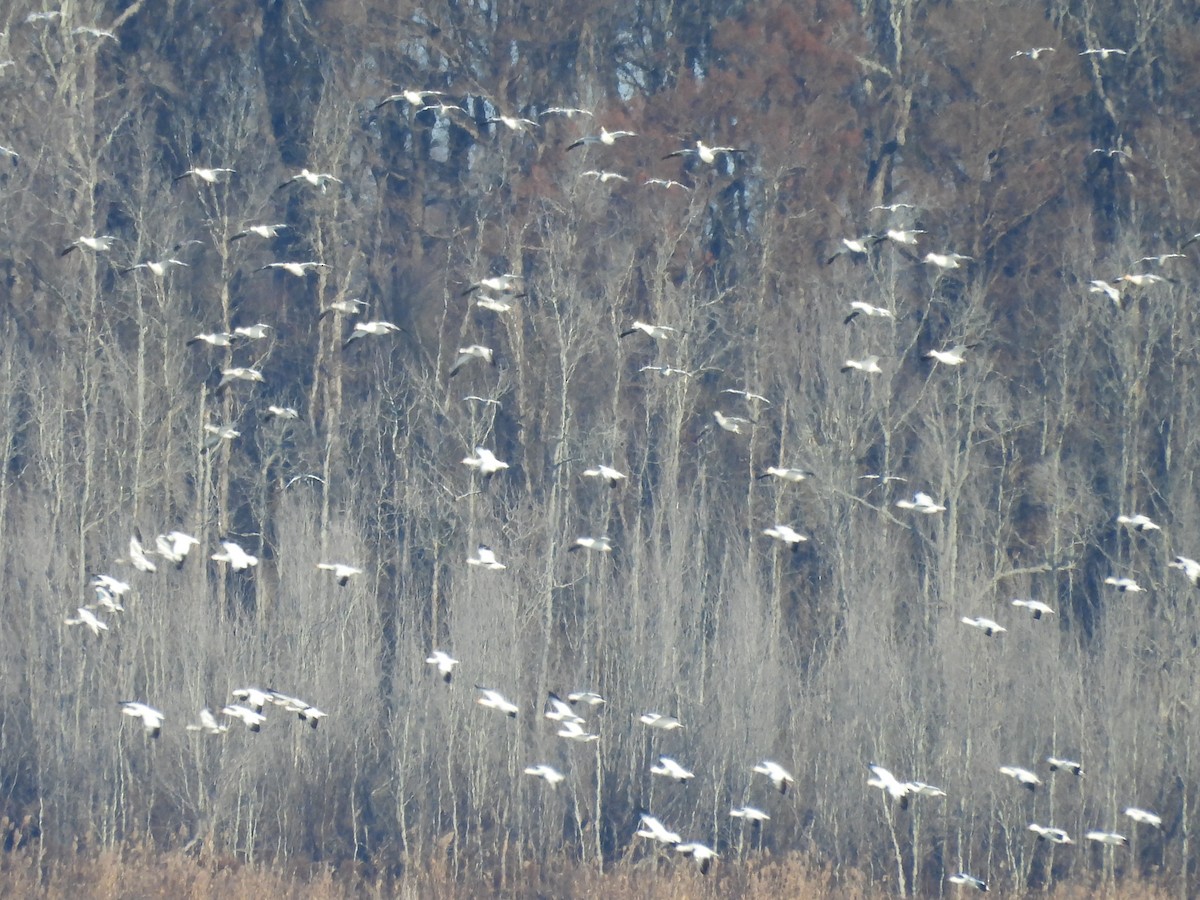 Snow Goose - ML646890678