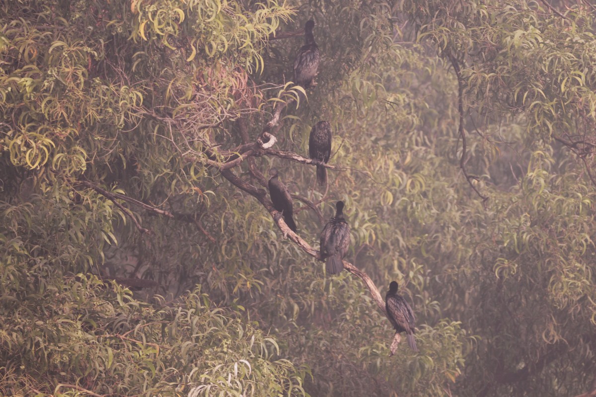 Indian Cormorant - ML646890680