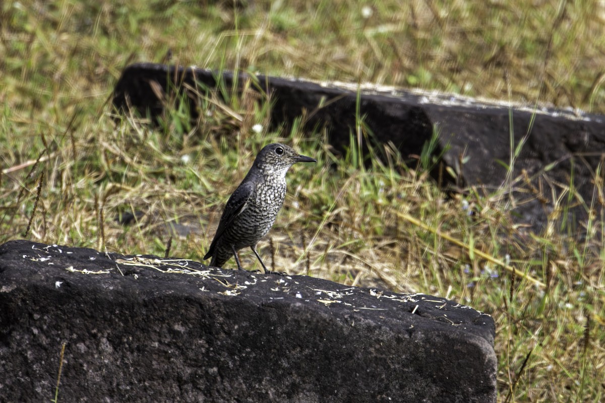 Blue Rock-Thrush - ML646890681
