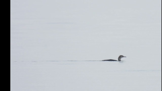 Arctic Loon - ML646890683