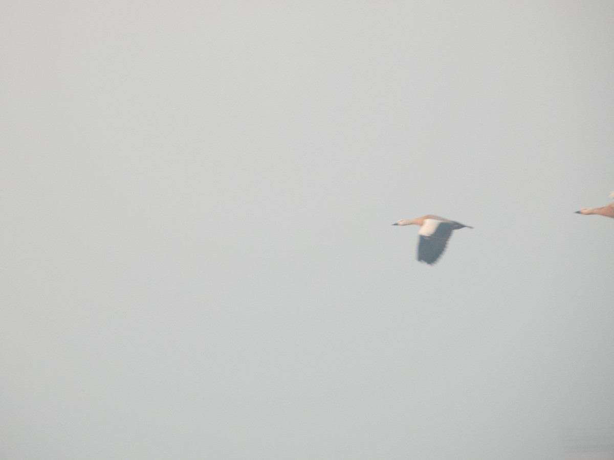 Ruddy Shelduck - ML646890684