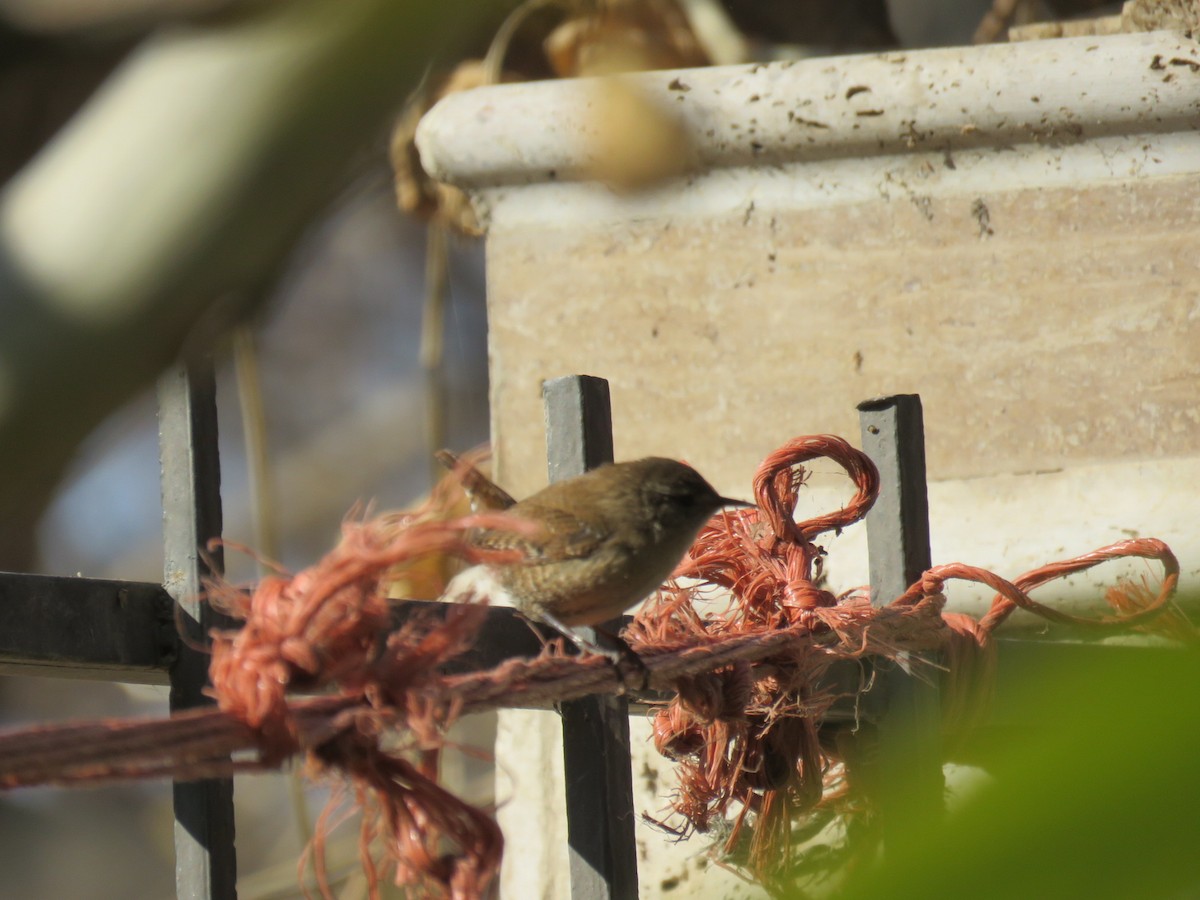 Eurasian Wren - ML646890685
