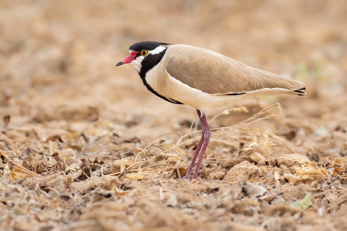 Black-headed Lapwing - ML646890687