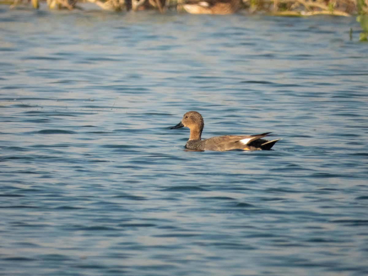 Gadwall - ML646890688