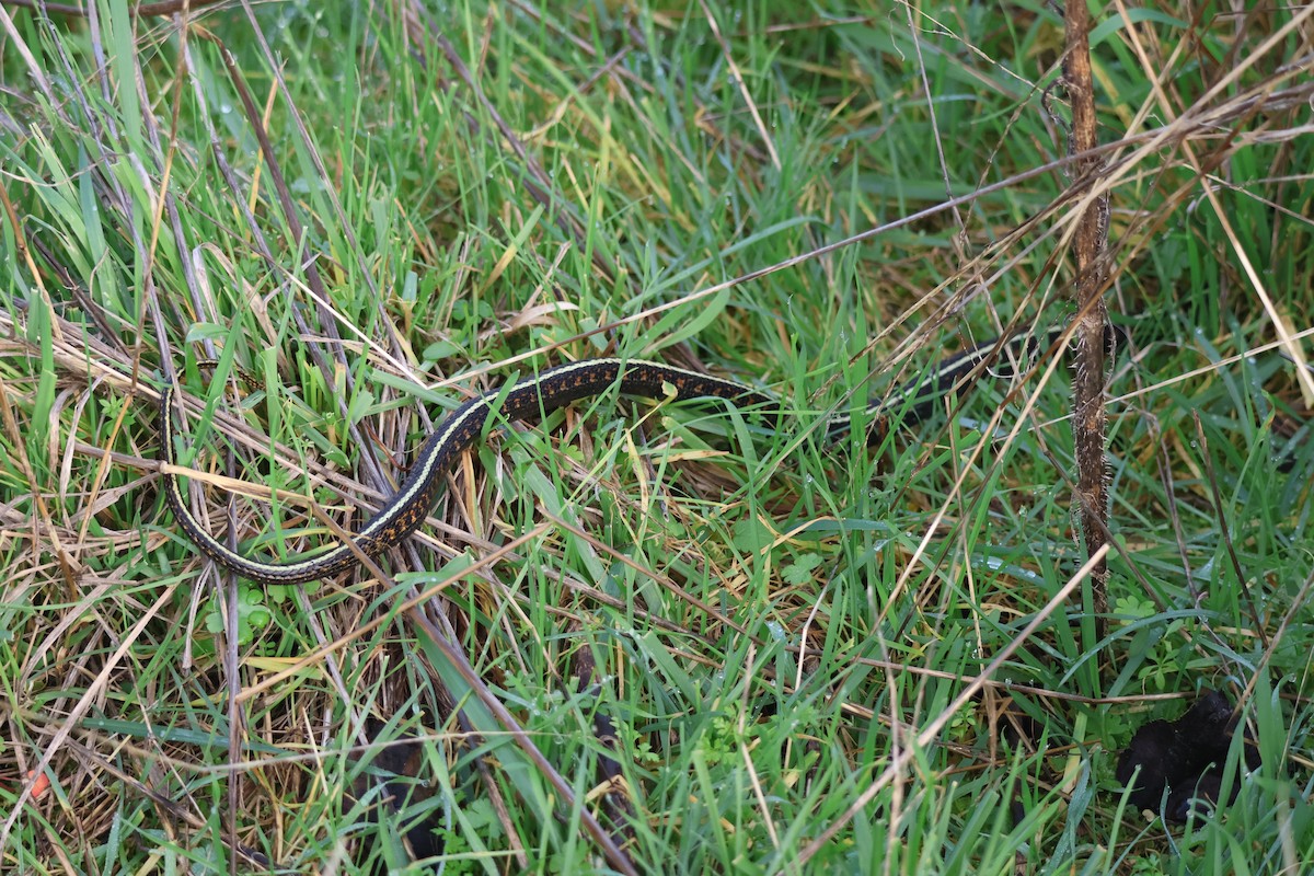 Animals - ML646890689