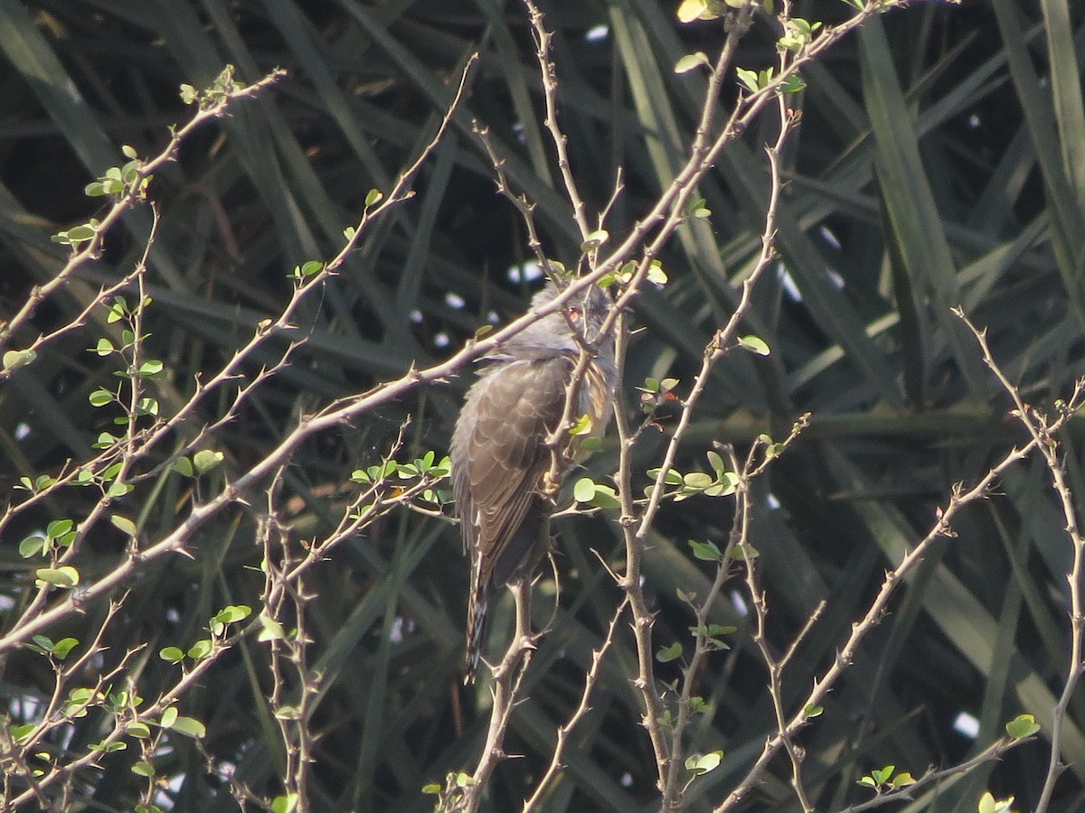 Plaintive Cuckoo - ML646890690