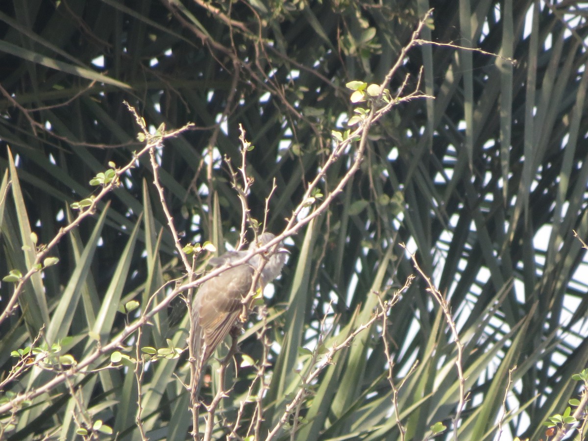 Plaintive Cuckoo - ML646890691