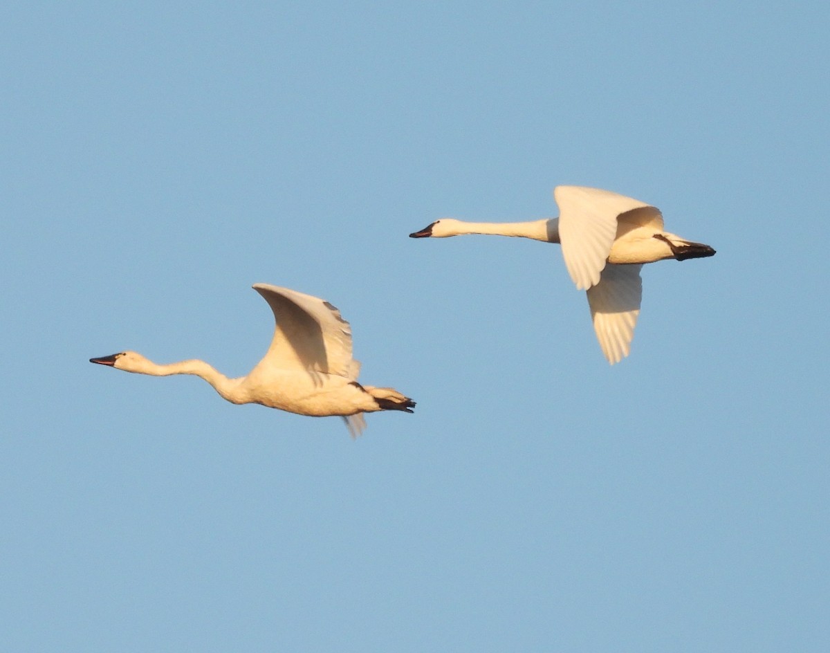 Tundra Swan - ML646890692