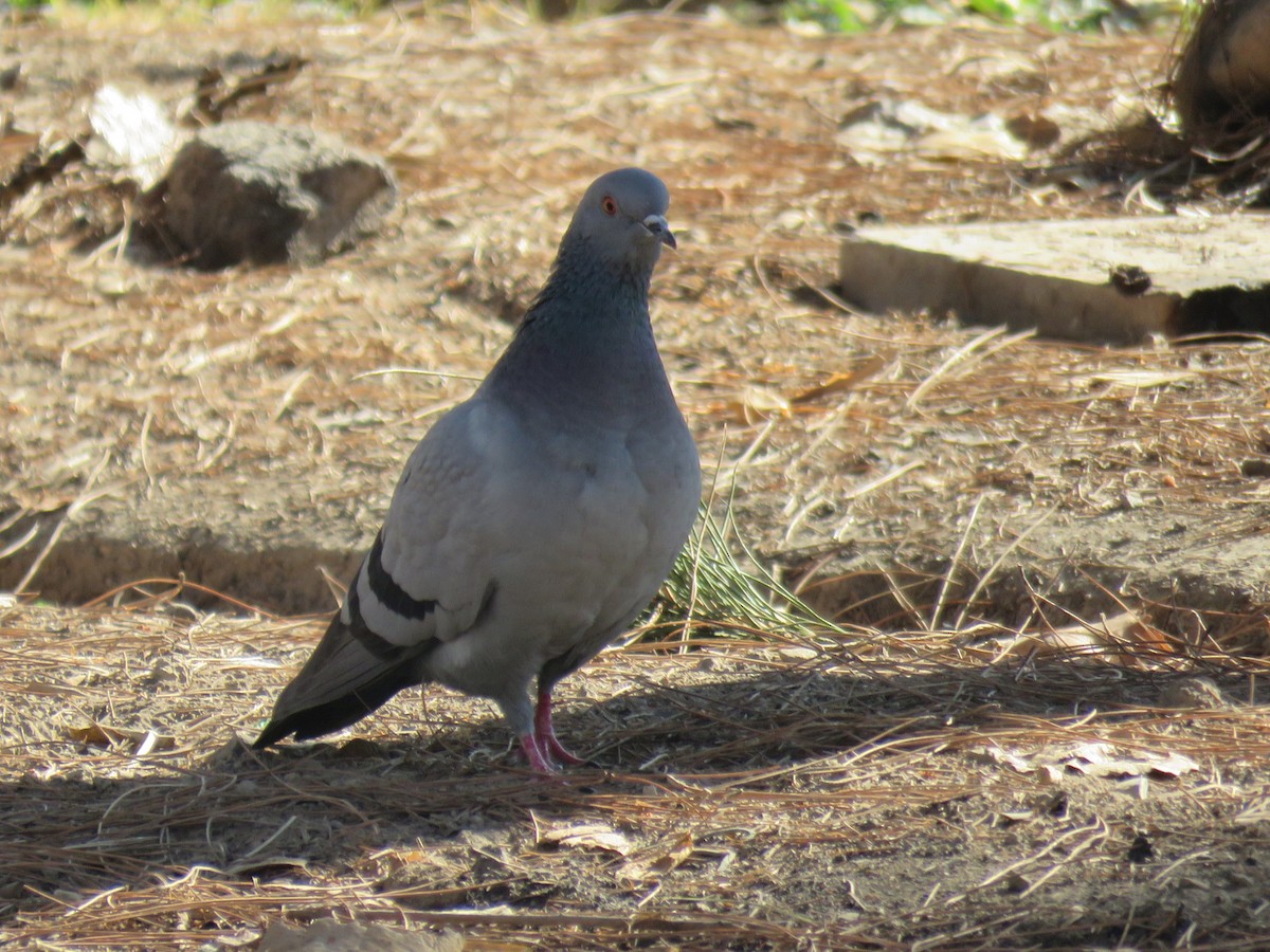 Rock Pigeon - ML646890693