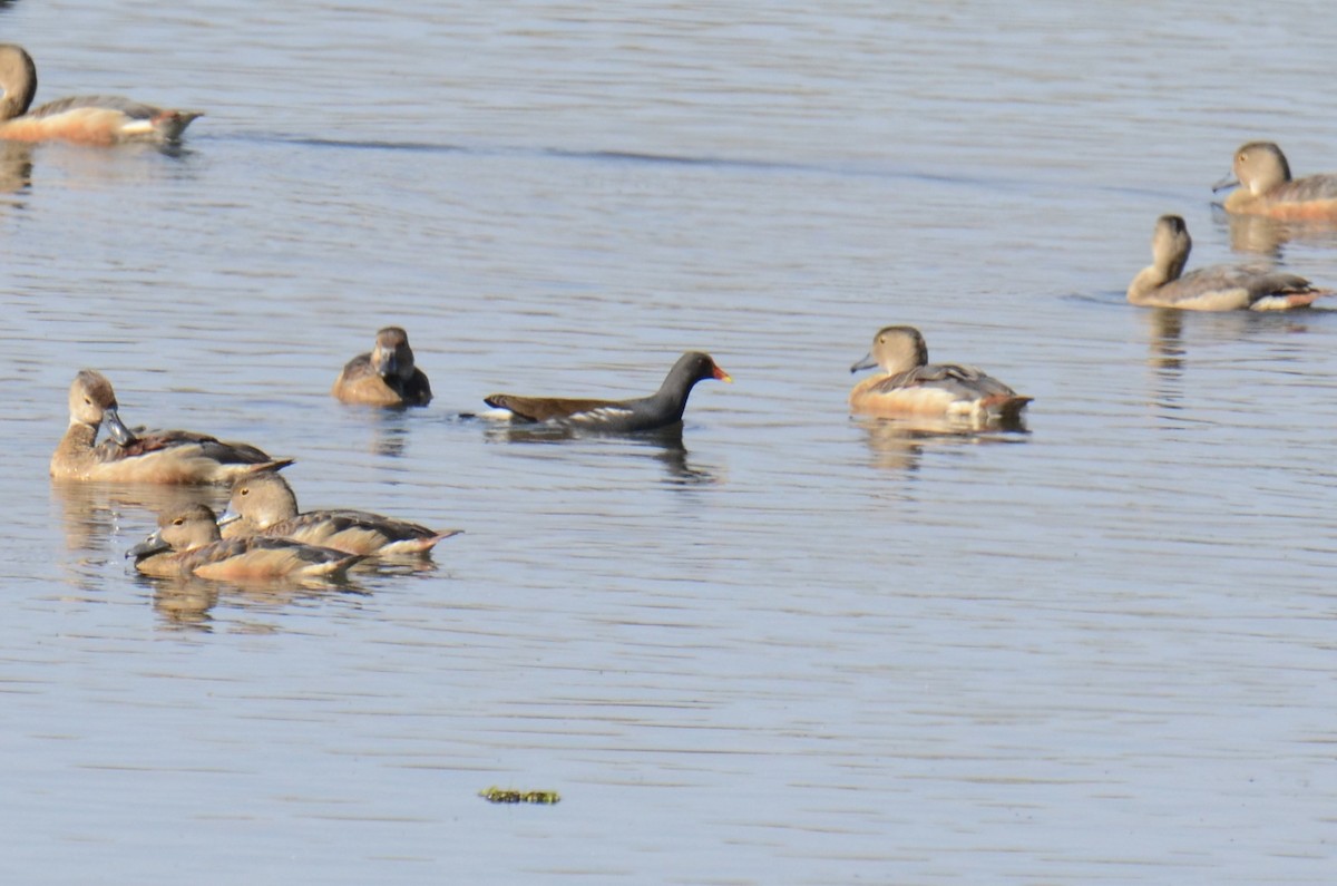 Eurasian Moorhen - ML646890694