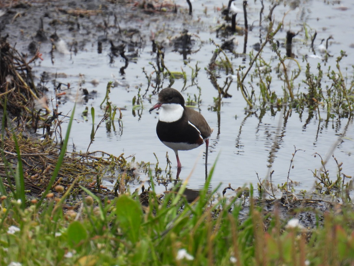 Red-kneed Dotterel - ML646890695