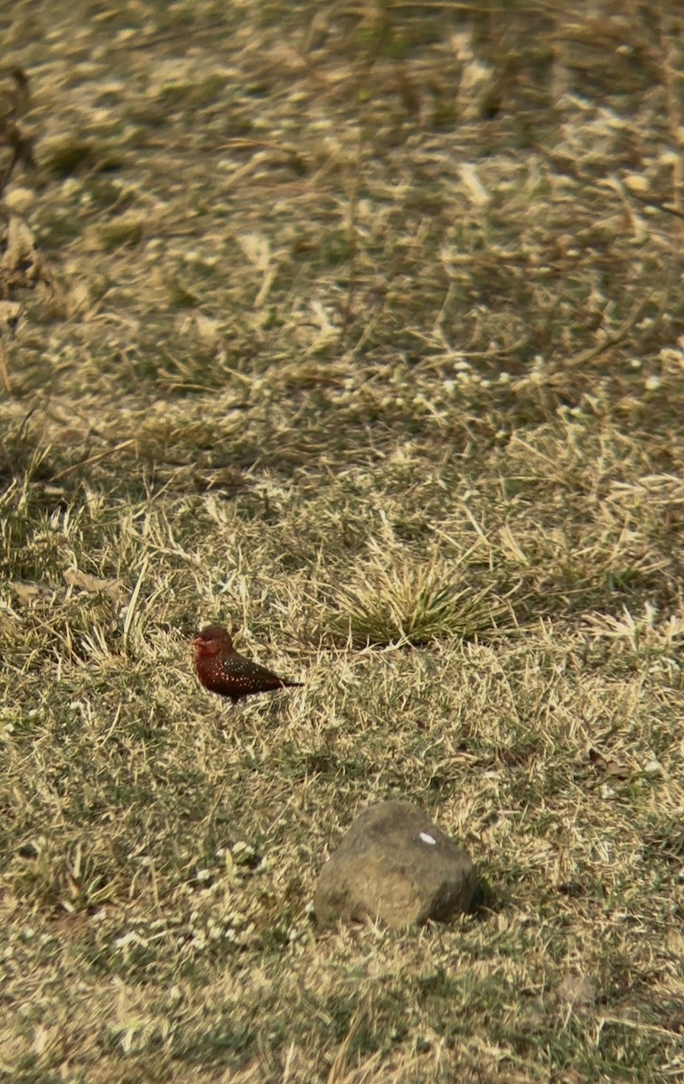 Red Avadavat - ML646890696