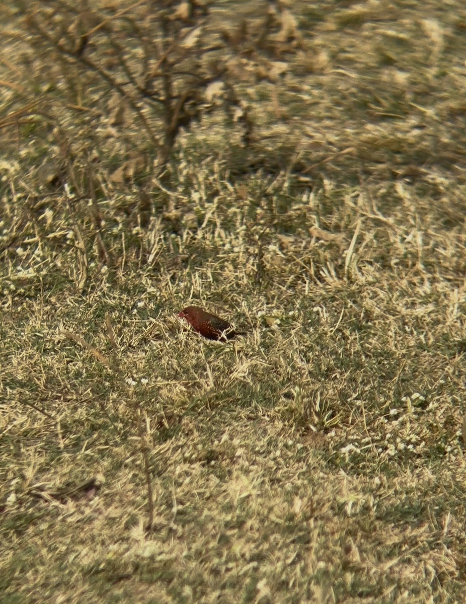 Red Avadavat - ML646890697