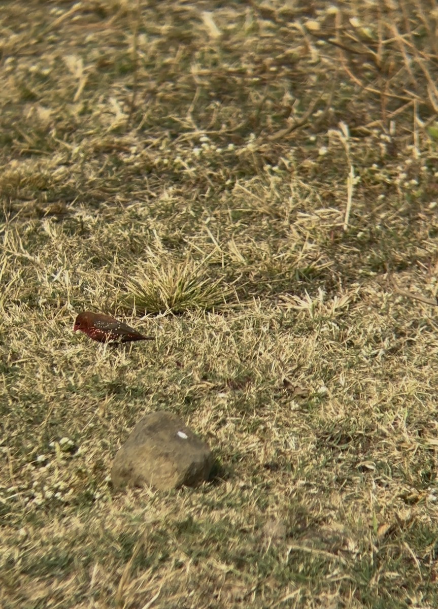 Red Avadavat - ML646890698