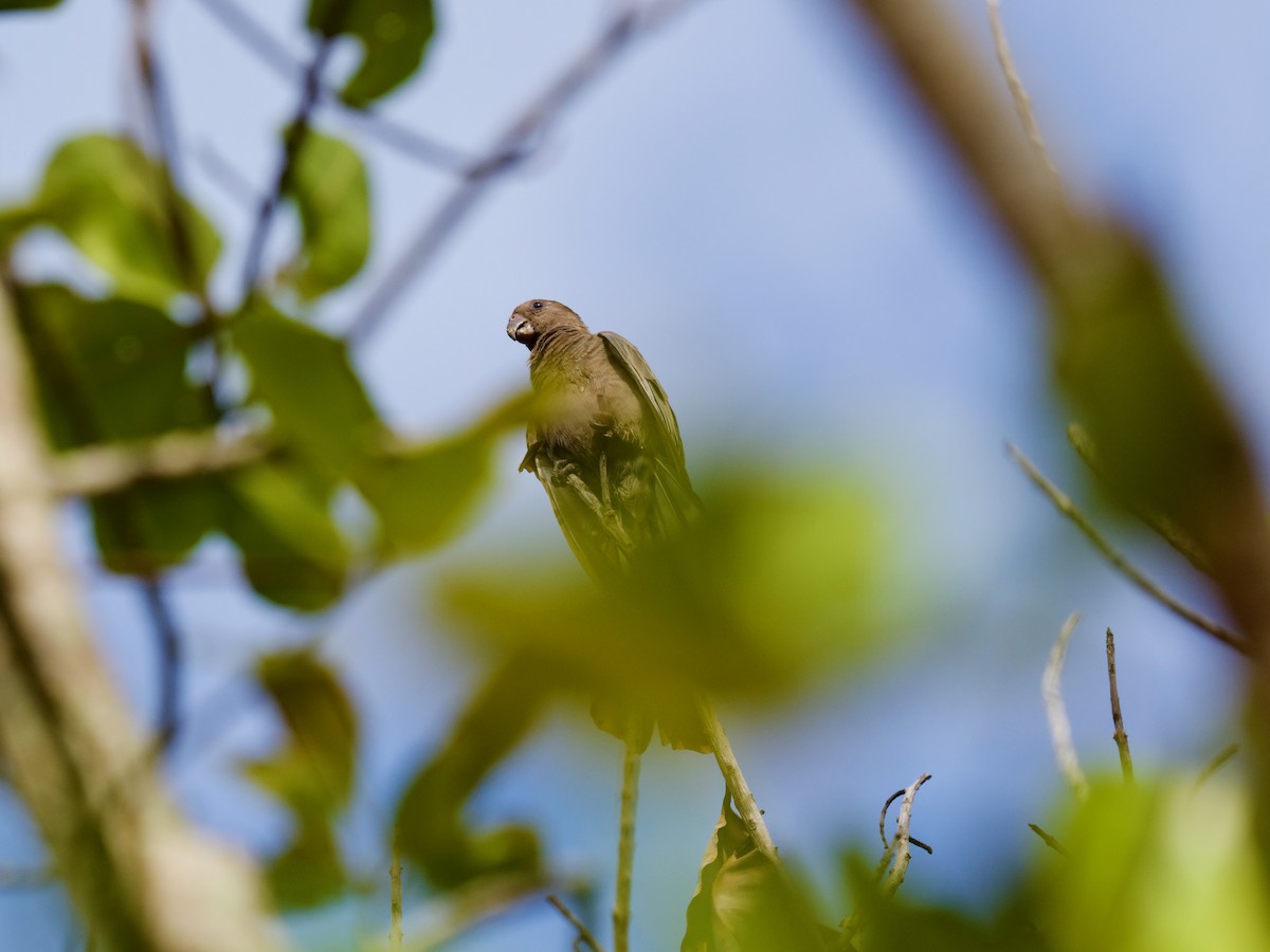 Seychelles Parrot - ML646890699
