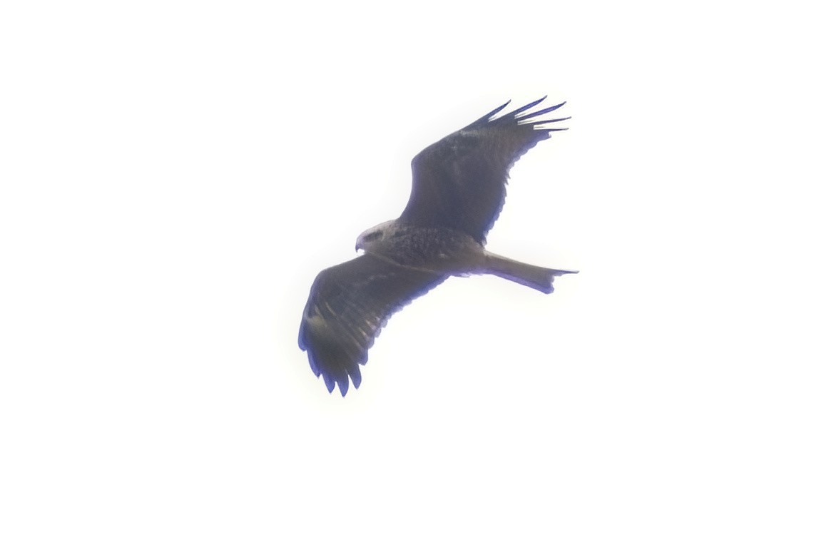 Black Kite - ML646890700