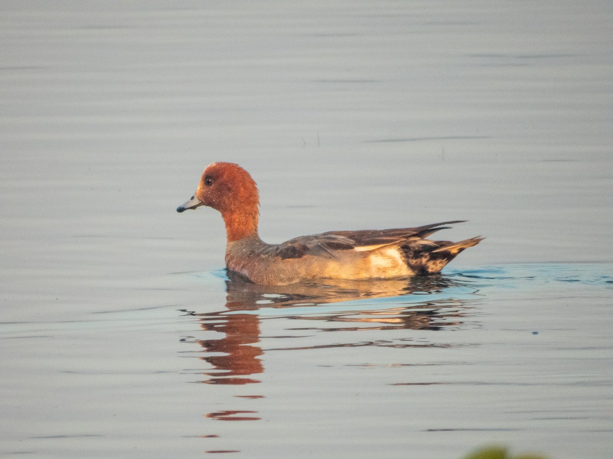 Eurasian Wigeon - ML646890701