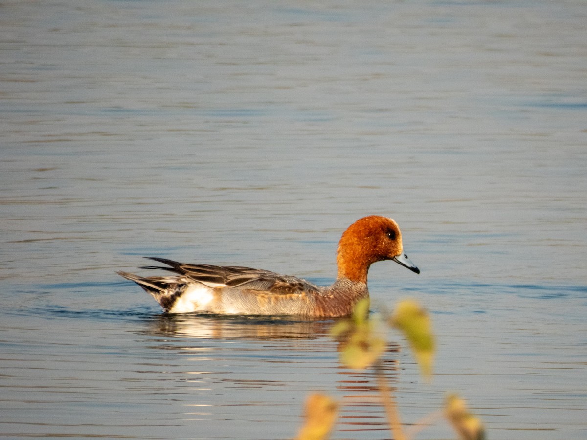 Eurasian Wigeon - ML646890702
