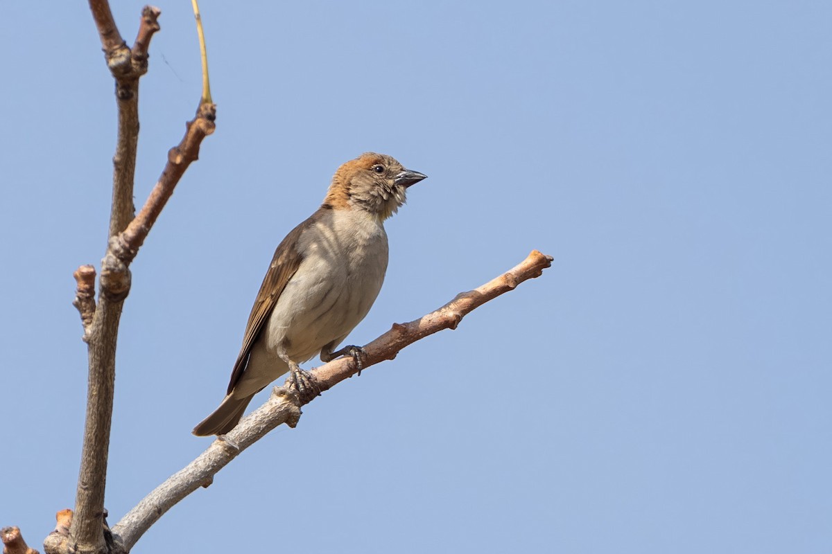 Sahel Bush Sparrow - ML646890703