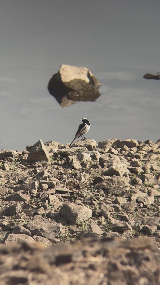 White Wagtail - ML646890704