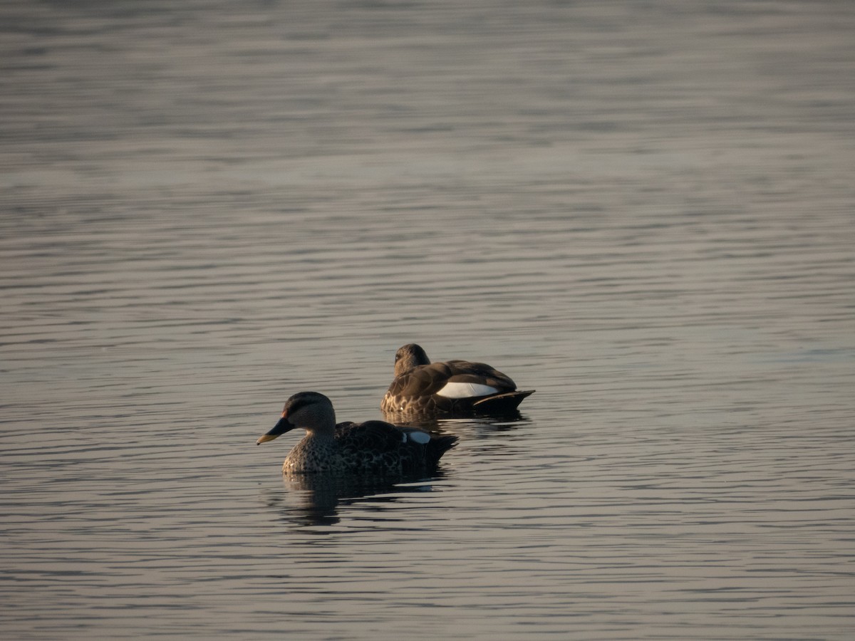 Indian Spot-billed Duck - ML646890706