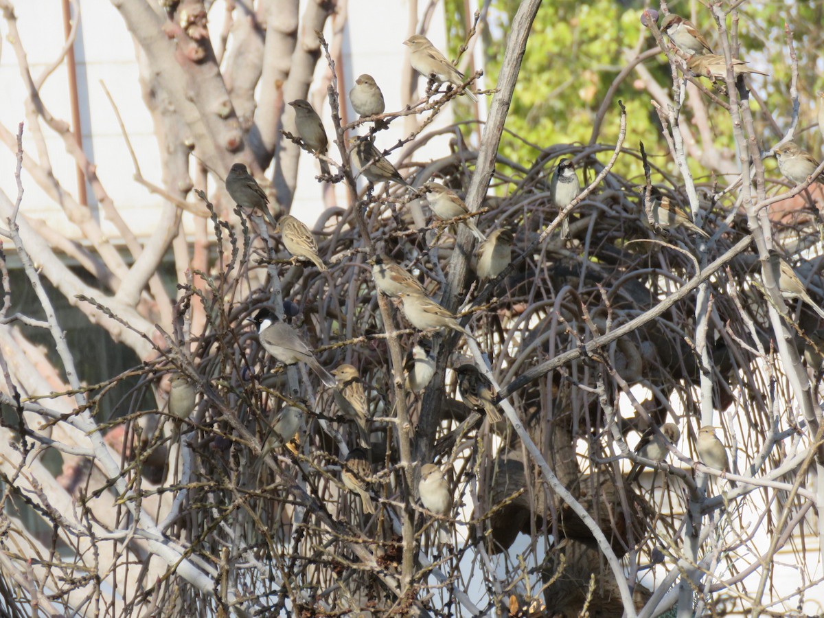 家麻雀 - ML646890707