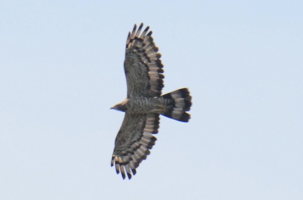 včelojed chocholatý - ML646890709