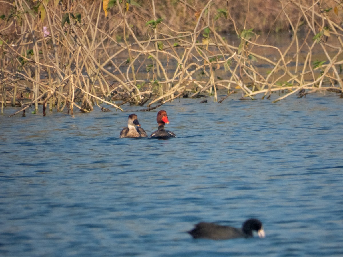 Red-crested Pochard - ML646890710