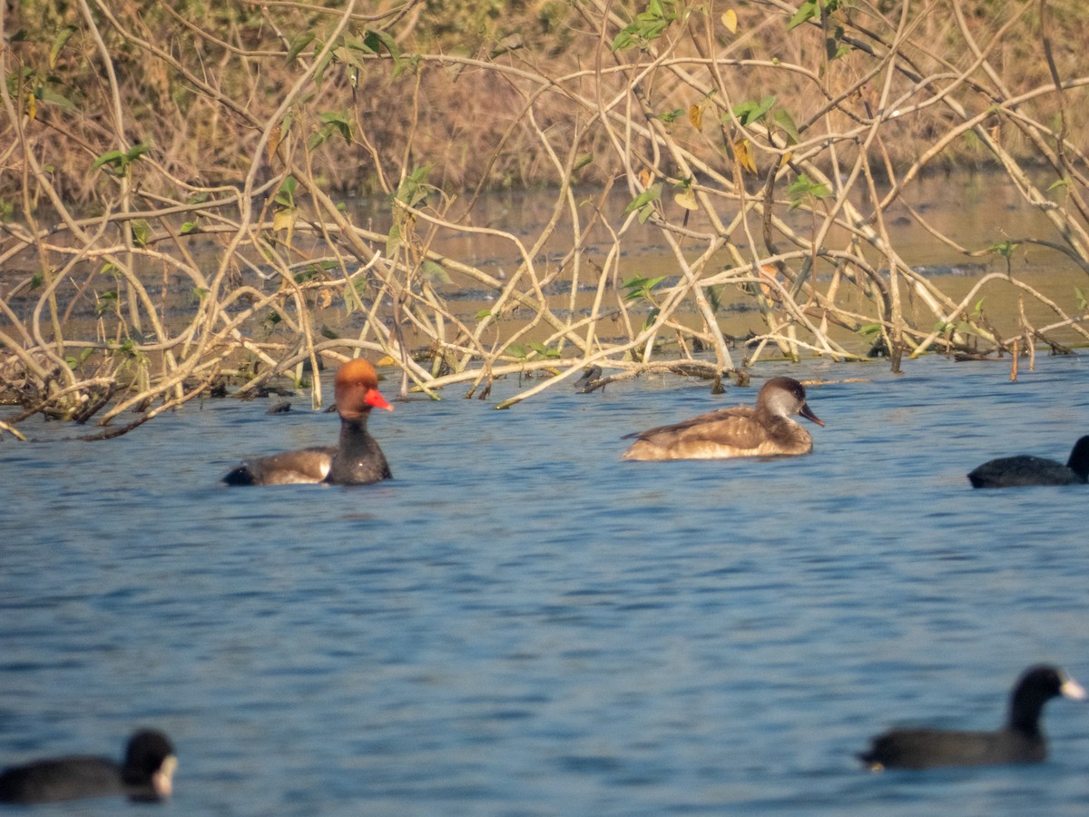Red-crested Pochard - ML646890714