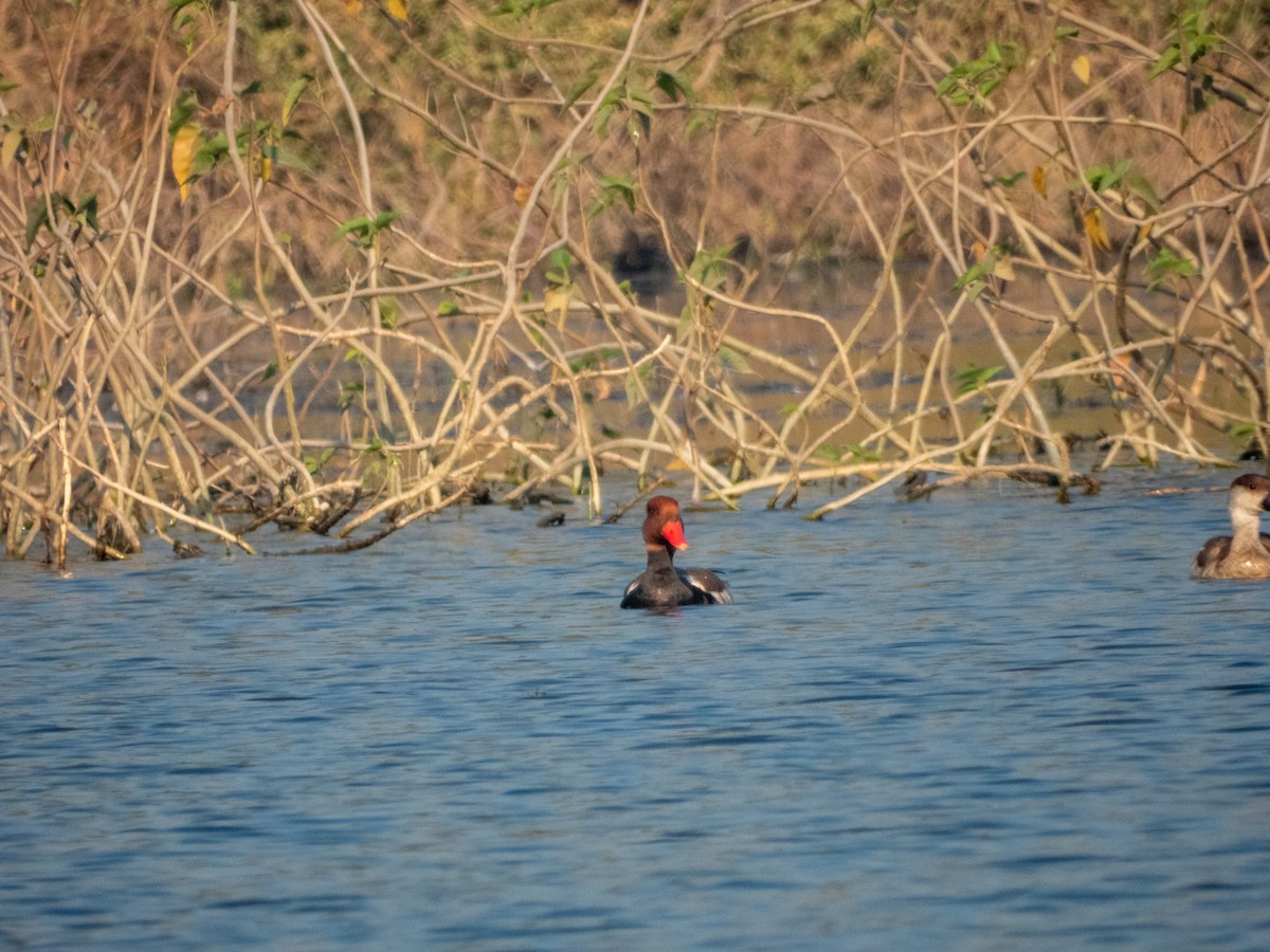 Red-crested Pochard - ML646890715