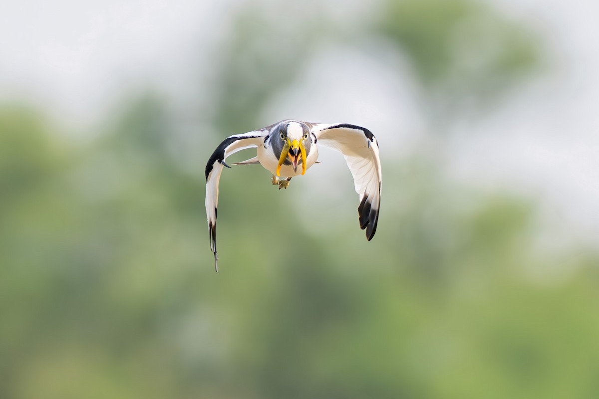 White-crowned Lapwing - ML646890716