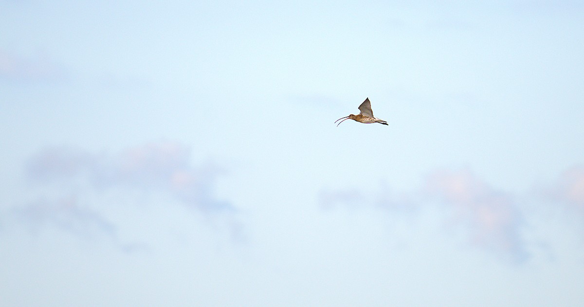 Eurasian Curlew - ML646890717