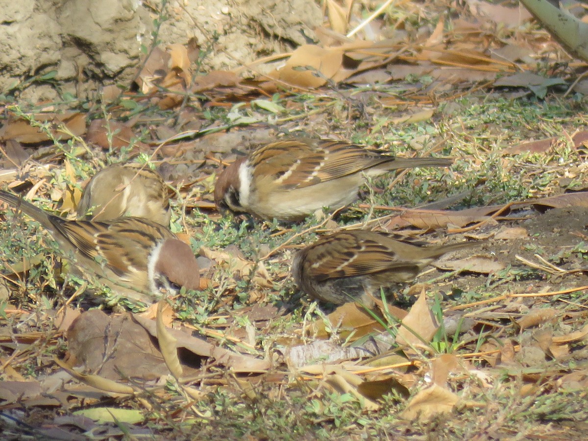 麻雀 - ML646890718