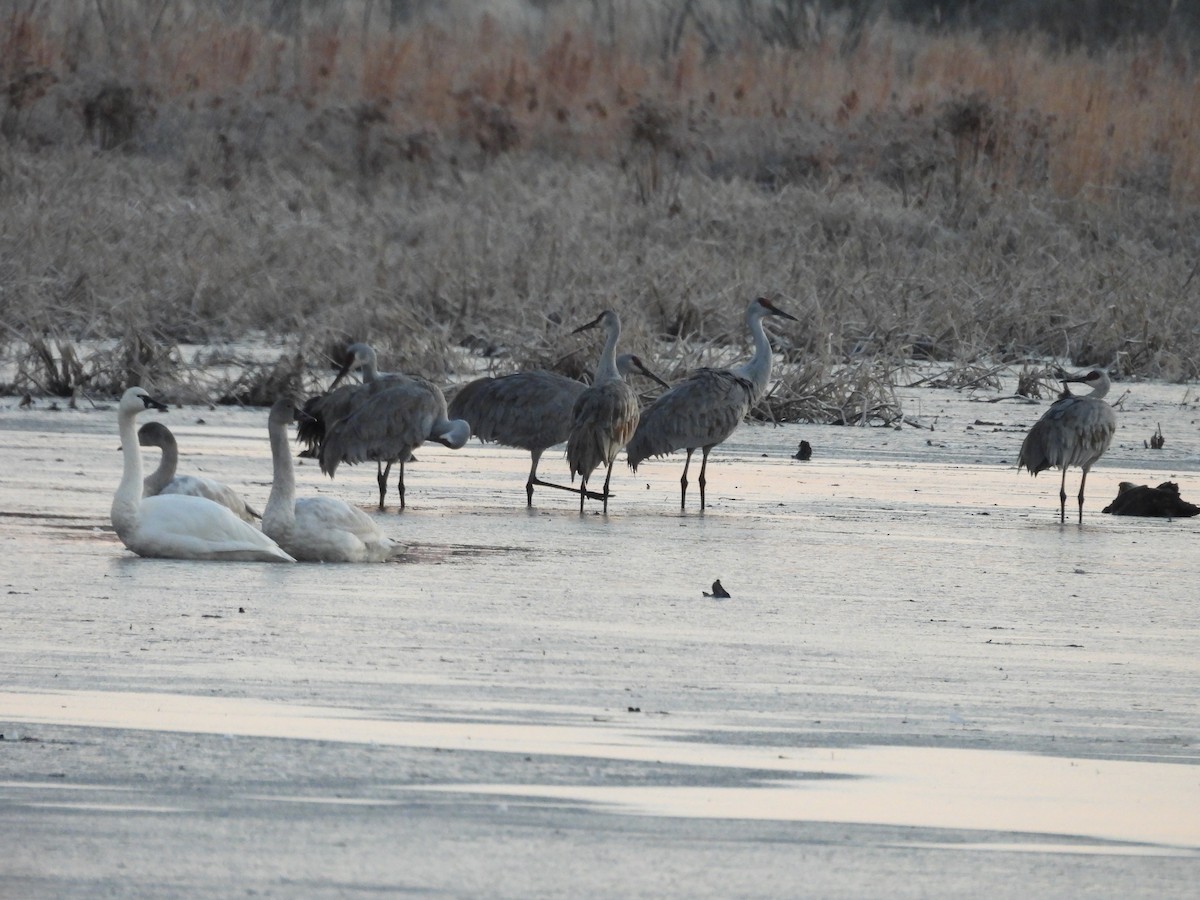 Журавель канадський - ML646890720