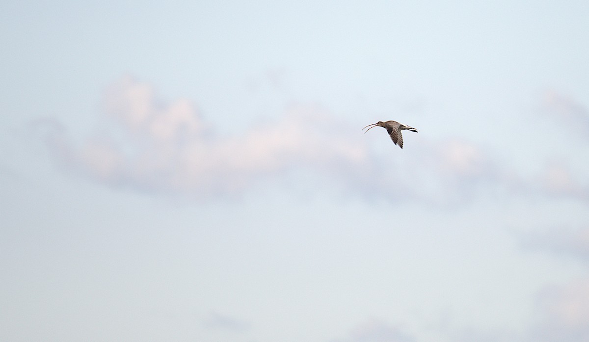 Eurasian Curlew - ML646890721