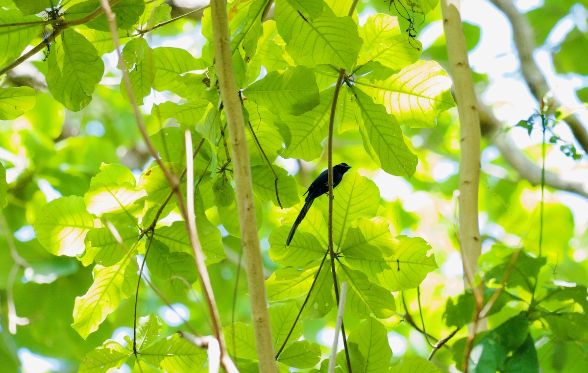Seychelles Paradise-Flycatcher - ML646890722