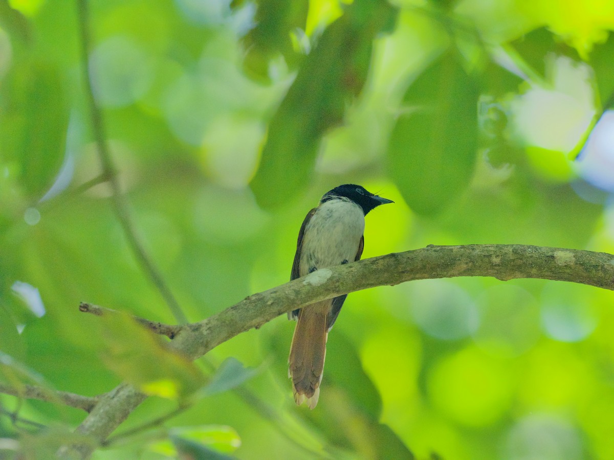 Seychelles Paradise-Flycatcher - ML646890723
