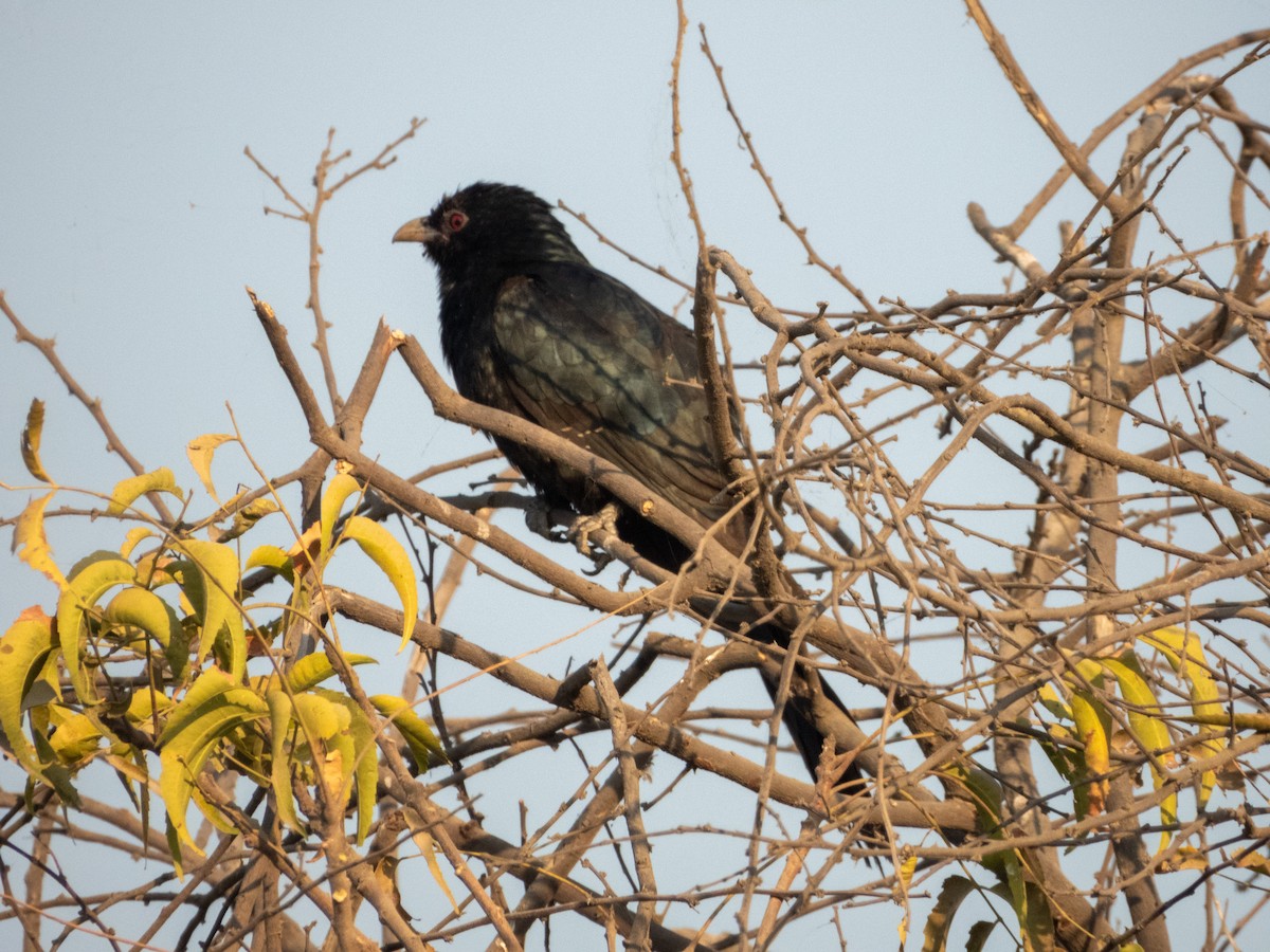 Asian Koel - ML646890724