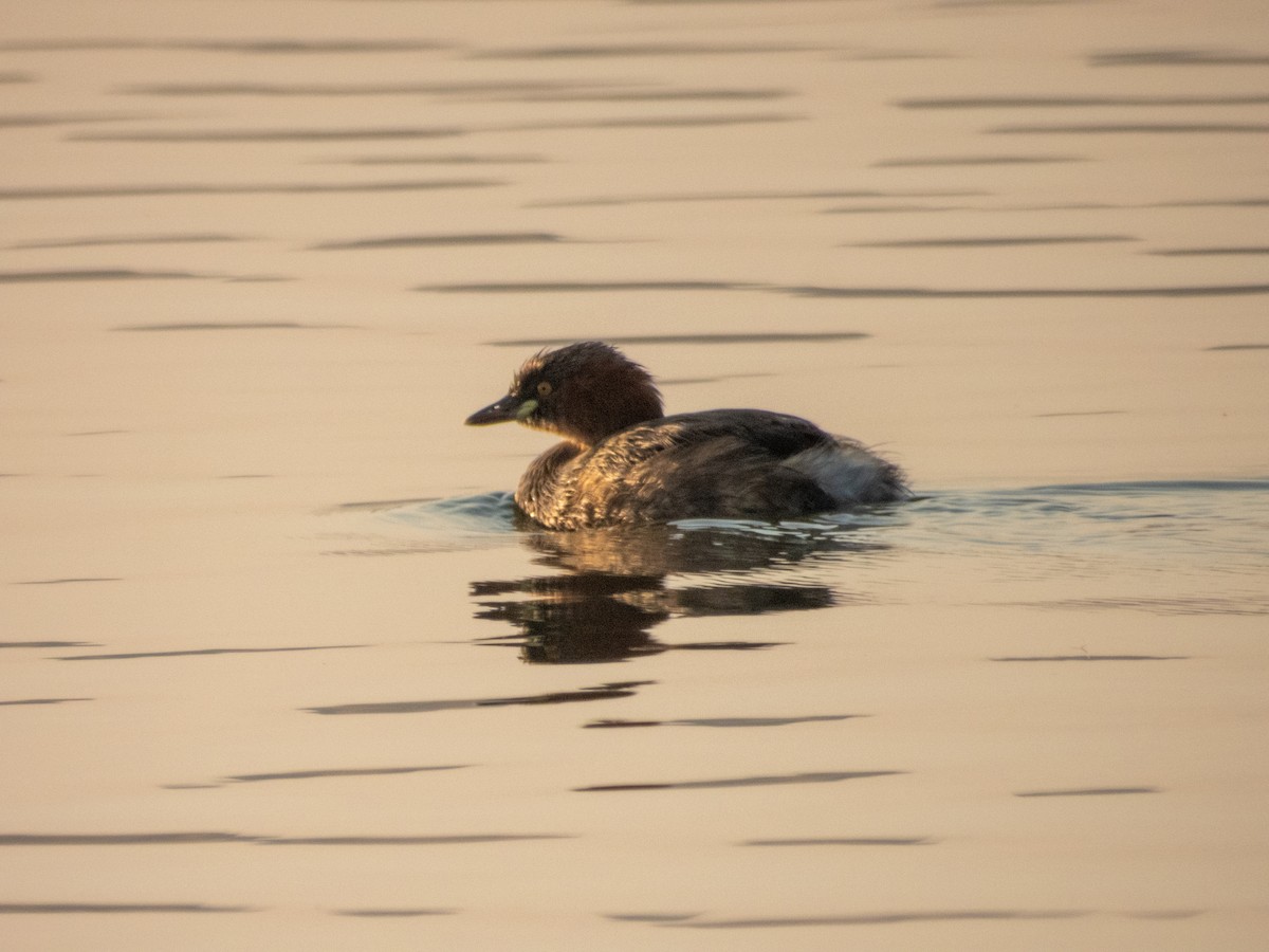 Little Grebe - ML646890732