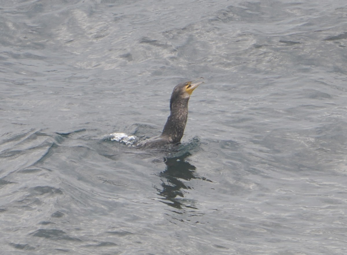 kormorán velký - ML646890733